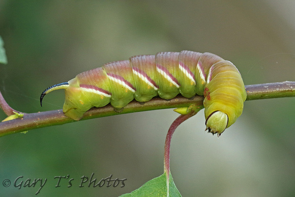 Privet Hawk-moth (Sphinx ligustri - Caterpillar)