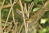 Golden-crowned Warbler