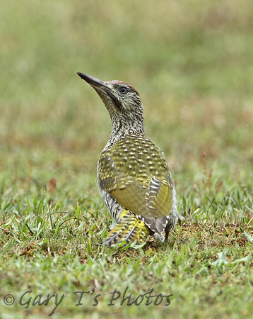 Green Woodpecker (Juvenile)