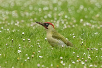 Green Woodpecker (Male)