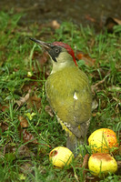 Green Woodpecker (Female)
