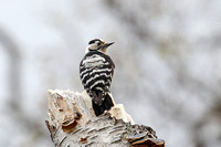 Lesser Spotted Woodpecker (Female)