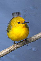 Prothonotary Warbler (Adult)