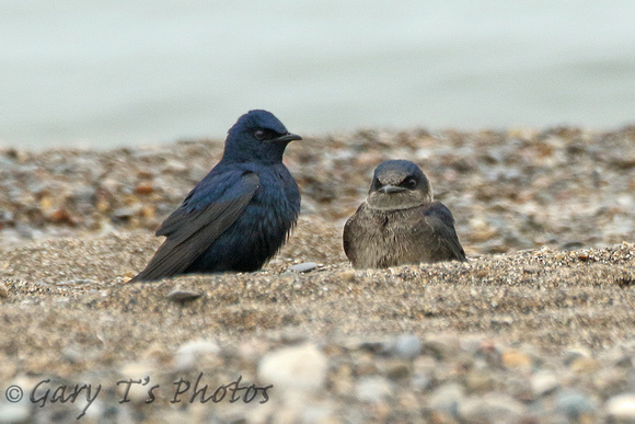 Purple Martin (Pair)