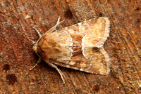 Middle-barred Minor (Oligia fasciuncula)