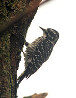 Nuttall's Woodpecker (Female)