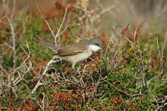 Lesser Whitethroat