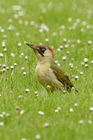 Green Woodpecker (Female)
