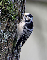 Lesser Spotted Woodpecker (Female)