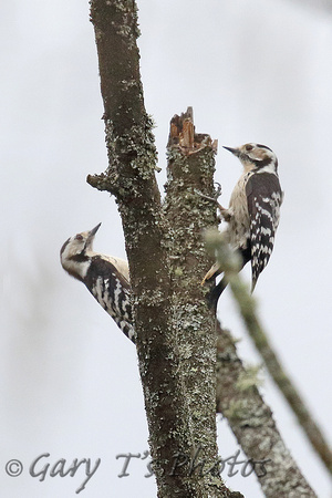 Lesser Spotted Woodpecker (Females)