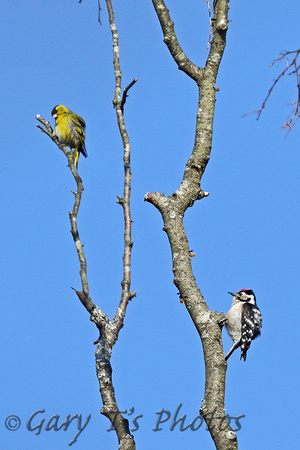Lesser Spotted Woodpecker (Male) & Siskin (Male)