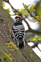 Lesser Spotted Woodpecker (Male)