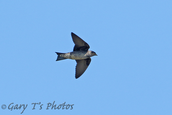 Purple Martin (Female)