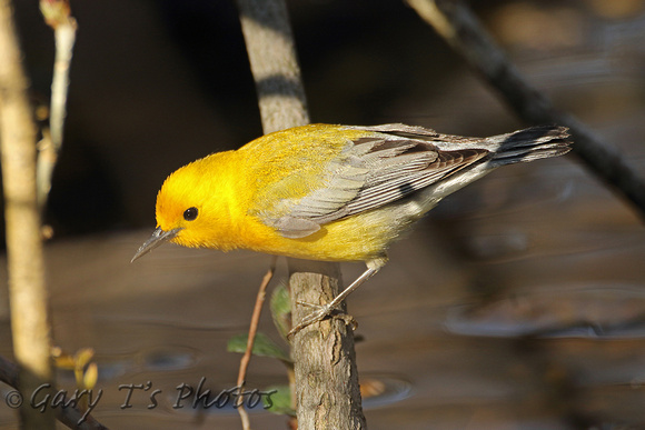 Prothonotary Warbler (Male)