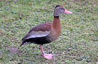 Red-billed Whistling Duck