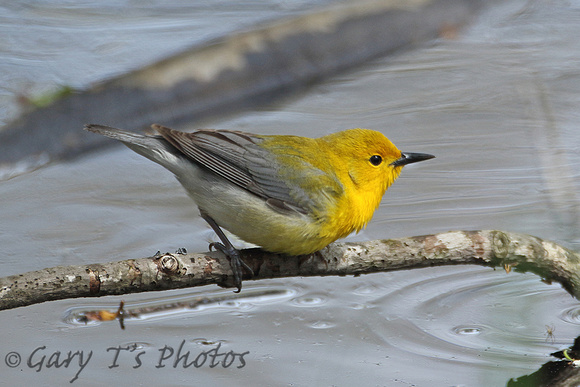 Prothonotary Warbler (Adult)