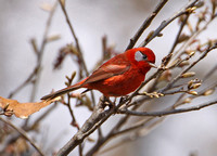 Red Warbler