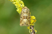 Middle-barred Minor (Oligia fasciuncula form pallida)