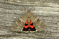 Red Underwing (Catocala nupta)