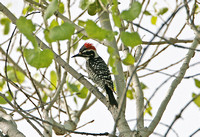 Nuttall's Woodpecker  (Male)