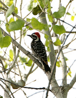 Nuttall's Woodpecker  (Male)
