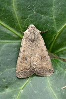 Pale Mottled Willow (Caradrina clavipalpis)