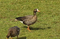 Greenland White-fronted Goose (Adult)