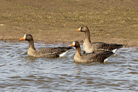 Greenland White-fronted Goose (Adults)