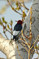 Red-headed Woodpecker (Male)