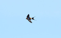 Red-rumped Swallow (Adult)