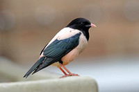 Rose-coloured Starling (Male Summer)