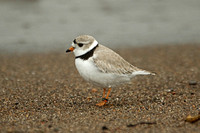 Piping Plover (Adult)