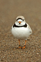 Piping Plover (Adult)