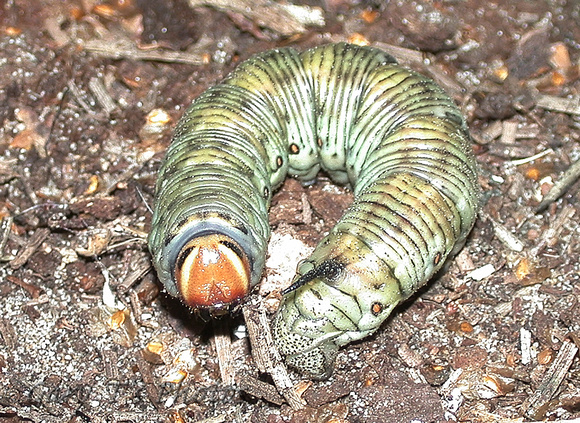 Pine Hawk-moth (Sphinx pinastri - Caterpillar)