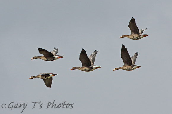 Greenland White-fronted Goose (Adults)