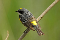 Myrtle Warbler (Male)
