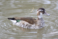 Ringed Teal (Duck)