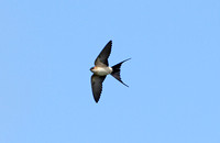 Red-rumped Swallow (Adult)
