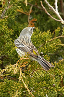 Myrtle Warbler (Female)