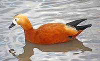 Ruddy Shelduck (Duck)