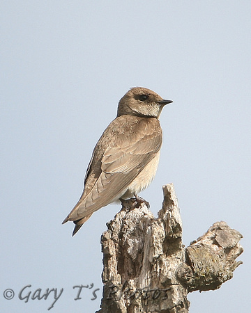 Northern Rough-winged Swallow