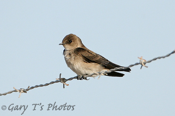 Northern Rough-winged Swallow