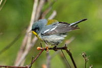 Northern Parula (1st Summer Male)