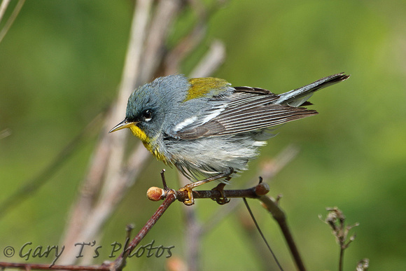 Northern Parula (1st Summer Male)
