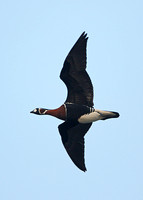Red-breasted Goose (Adult)