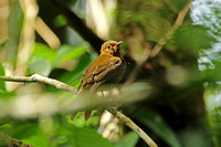 Rufous-brown Solitaire