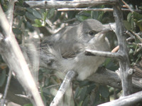 Ruppell's Warbler (Juvenile)