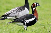 Wildfowl - Geese
