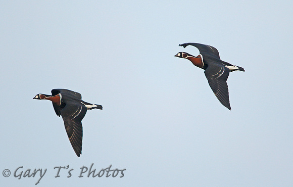 Red-breasted Goose (Pair)