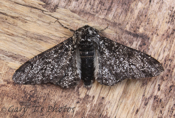 Peppered Moth (Biston betularia form insularia)